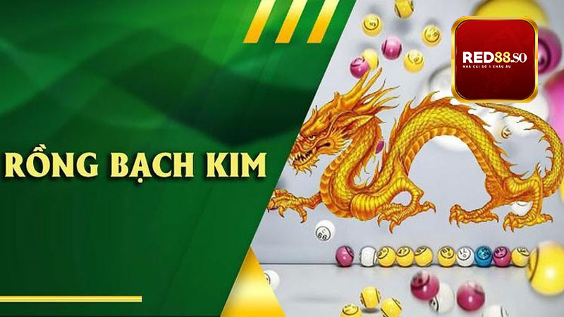 Rồng Bạch Kim là gì? Những bí quyết cần biết về Rồng Bạch Kim